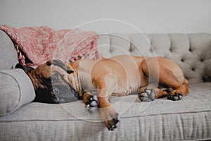 Bullmastiff sleeping on couch