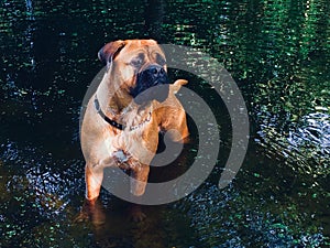 Bullmastiff in the water