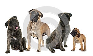 Bullmastiffs in studio