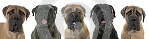 Bullmastiffs in studio