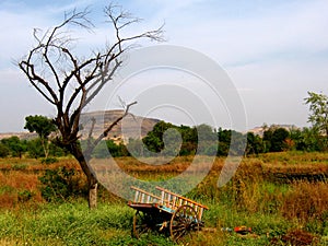 Bullock Cart