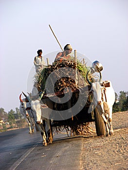 Bullock Cart