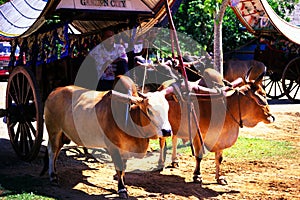 Bullock Cart
