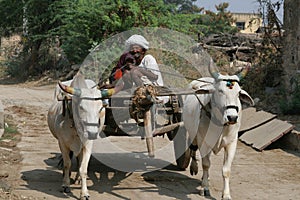 Bullock cart, India