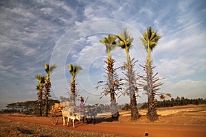 Bullock Cart In The Indian Village