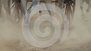 Bullock cart race in small town Nagaon near Alibaug in Maharashtra India.