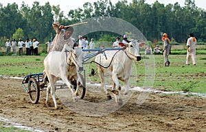 Bullock cart racing