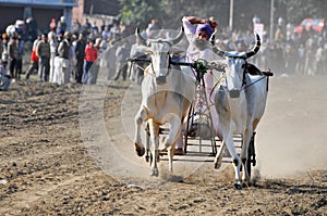 Bullock cart racing