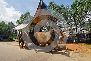 Bullock cart ride