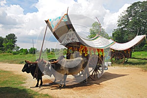 Bullock cart ride