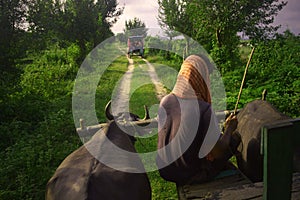 Bullock Cart ride in West Bengal