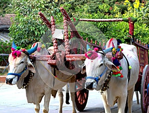 Bullock Cart in Shilapa Ramam