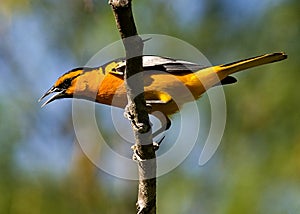 Bullock's Oriole