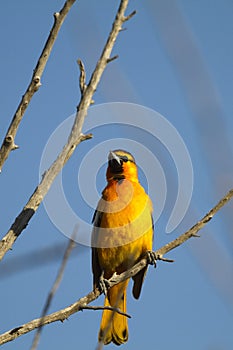 Bullock's Oriole, Icterus bullockii