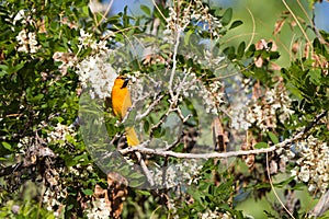 Bullock's Oriole, Icterus bullockii