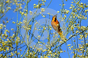 Bullock's Oriole, Icterus bullockii