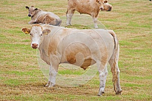 Bullocks