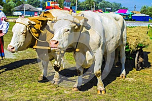 Bullocks farm animal