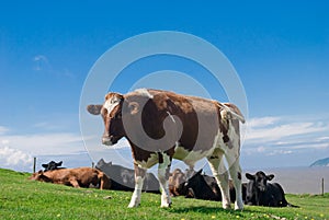 Bullocks in a field.