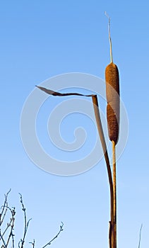 Bullrush plant / reed