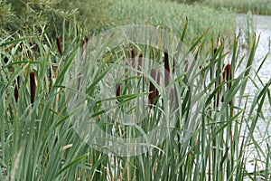 Bullrush Reed Plants.