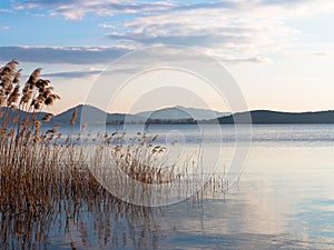 Bullrushes in the Lake at dusk