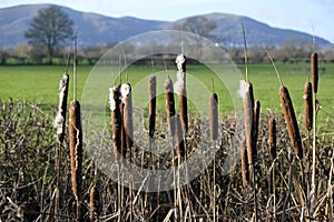 Bullrushes Malvern Hills Malvern Worcestershire