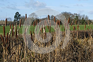 Bullrushes Malvern Hills Malvern Worcestershire