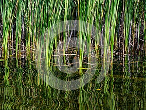 Bullrushes With Swirling Reflection