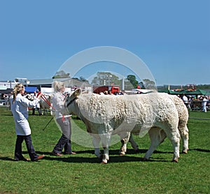 Bulls at an agricultural show