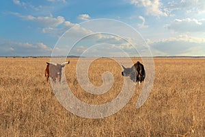 Bulls animals in steppe landscape