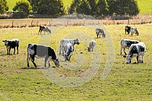 Bulls, calves in white streaked with black spot on skin grazing