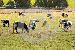 Bulls, calves in white streaked with black spot on skin grazing photo