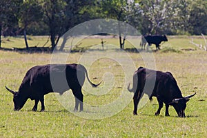 Bulls in Camargue