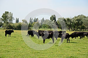 Bulls in Camargue