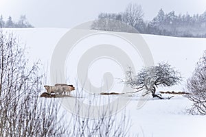 Bulls and cows are in a pasture where it is snowy