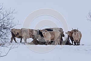 Bulls and cows are in a pasture where it is snowy