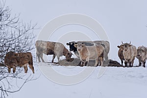 Bulls and cows are in a pasture where it is snowy