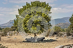 Bulls and cows in the shade of a tree. guadarrama madrid spain