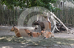 Bulls and cows in the zoo of Dresden Germany
