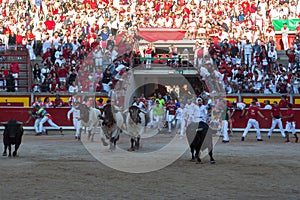 The bulls enter the bullring ending the bullrun