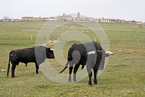 Bulls in a Field photo