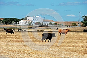 Bulls in field, Medina Sidonia, Spain. photo