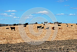 Bulls in field, Medina Sidonia, Spain. photo