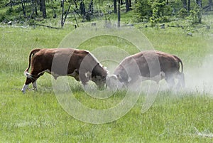 Bulls Fighting