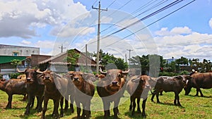 Bulls Flock Ruminate on Green Grass by Houses