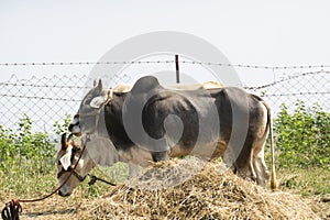 Bulls and Grass Straw Stack