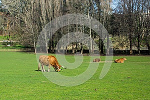 Bulls graze on a green meadow, nature.