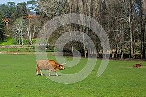 Bulls graze on a green meadow in the Park. Nature.