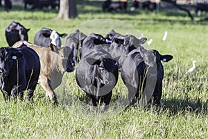 Bulls in knee-high pasture